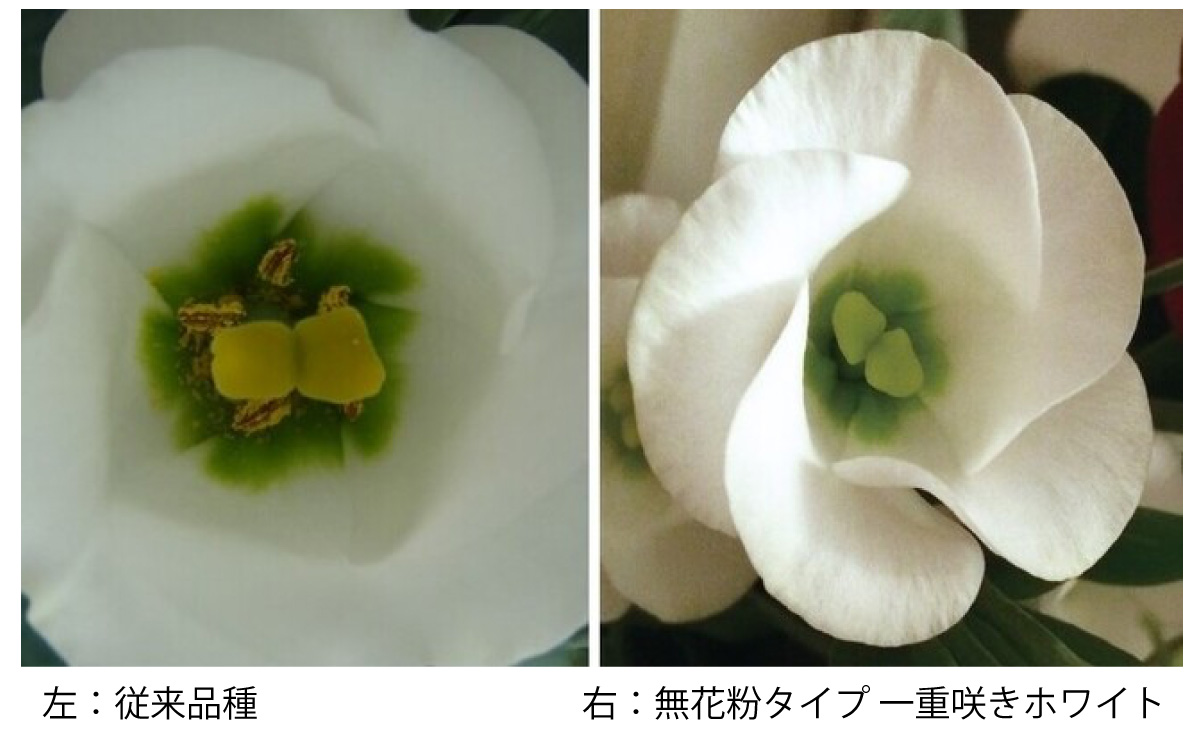花のEC・サブスクの市場規模